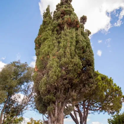 Cypruštek portugalský - Cypressus lusitanica - semená cyprušteka - 7 ks