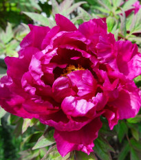 Pivónia Karl Rosenfield - Paeonia lactiflora - hľuzy pivónie - 1 ks