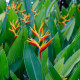 Helikónia - Heliconia aemygdiana - semená - 5 ks