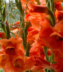 Gladiola oranžová - Gladiolus - gladioly - hľuzy gladioly - 3 ks