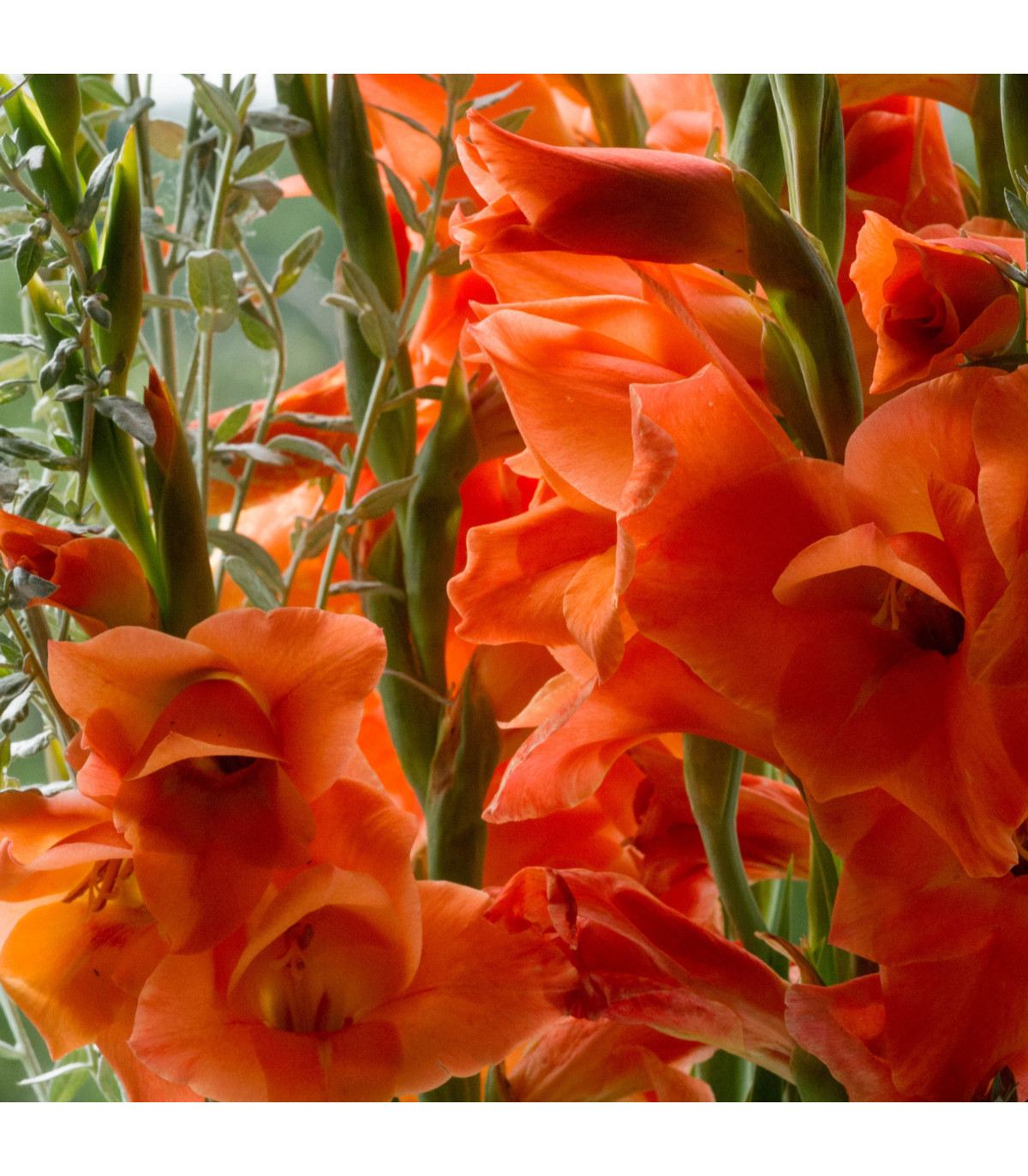 Gladiola oranžová - Gladiolus - gladioly - hľuzy gladioly - 3 ks