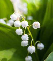 Konvalinka voňavá biela - Convallaria majalis - hľuzy konvalinky - 1 ks