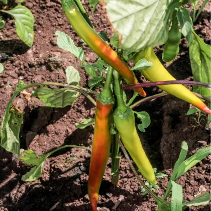 Chilli Maďarský vosk - Capsicum annuum - semená chilli - 6 ks