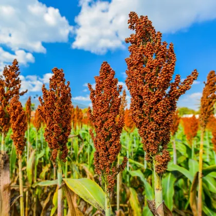 Cirok dvojfarebný - Sorghum bicolor - semená ciroku - 4 ks