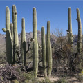 Kaktus Saguaro - Carnegiea gigantea - semená kaktusu - 5 ks