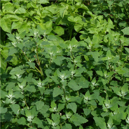 Loboda záhradná - Atriplex hortensis - semená lobody - semiačka - 0,5 gr