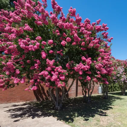 Krepová myrta - Lagerstroemia indica - semená myrty - 6 ks