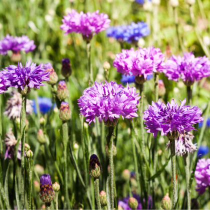Nevädza poľná zmes - Centaurea cyanus - semená - 120 ks