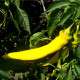 Chilli Kajenské korenie zlatý - Capsicum annuum - semená chilli - 6 ks