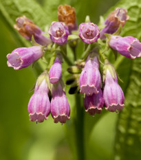 Kostihoj lekársky - Symphytum officinale - semená kostihoja - 5 ks