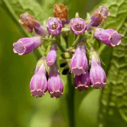 Kostihoj lekársky - Symphytum officinale - semená kostihoja - 5 ks