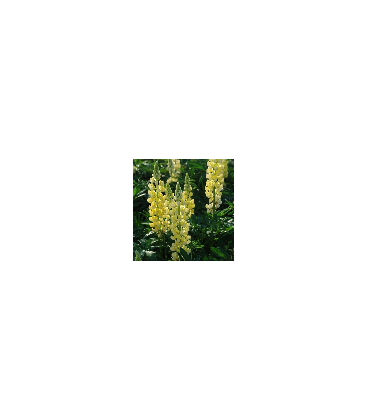 Vlčí bôb žltý - Lupina mnoholistá - Lupinus polyphyllus - semená vlčieho bôbu - 30 ks