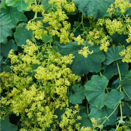 Alchemilka mäkká - Alchemilla mollis - semená alchemilky - semiačka - 20 ks