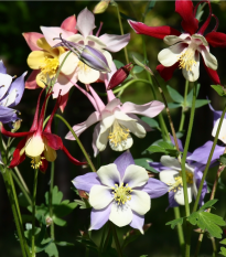 Orlíček veľkokvetý - zmes farieb - Aquilegia caerulea - semená - 250 ks