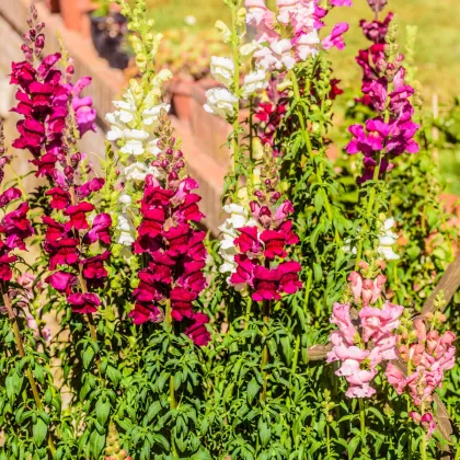 Papuľka najväčšia zmes farieb - Antirrhinum maximum - semená papuľky - semiačka - 400 ks