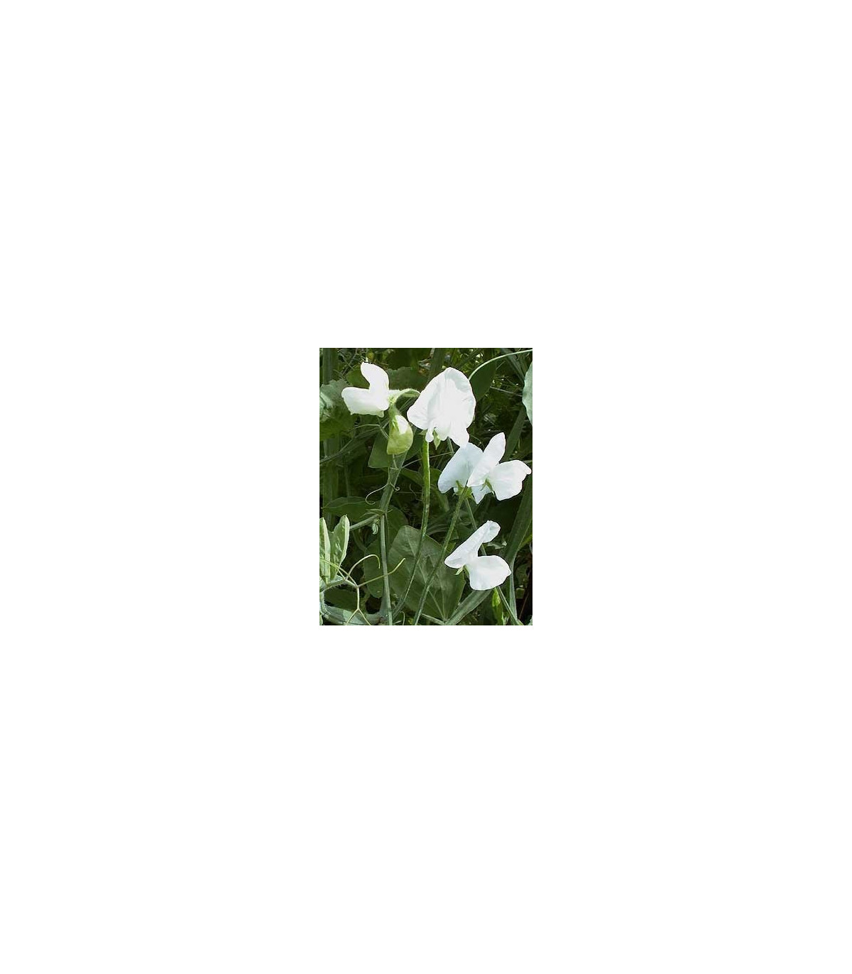 Hrachor popínavý kráľovský - Lathyrus odoratus - semená hrachora - semiačka - 20 ks