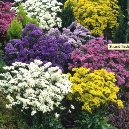 Limonka chobotnatá - zmes farieb - Limonium sinuatum - semená 