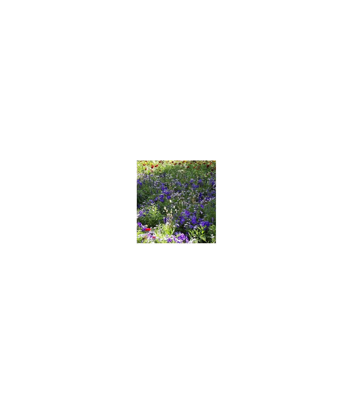 Zmes letničiek Záhradný sen - modrá - semená - 0,9 g