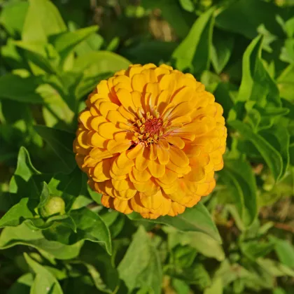 Cínia pôvabná žltá - Zinnia elegans - semená cínie - semiačka - 1 gr