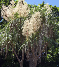 Nolina - Slonia noha - Beaucarnea longifolia - semená - semiačka - 5 ks