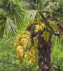 Palma konopná - Trachycarpus fortunei - semená palmy - semiačka - 2 ks