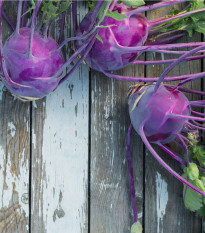 Kaleráb skorý modrý Purple vienna - Brassica oleracea - semená kalerábu - 100 ks