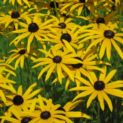 Rudbekia srstnatá - Rudbeckia hirta - semená rudbekie - 0,5 g