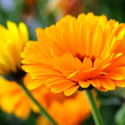 Nechtík lekársky - Calendula officinalis - semená nechtíka - 65 ks