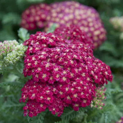 Rebríček obyčajný Cerise Queen - Achillea millefolium - semená - 500 ks