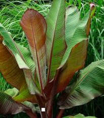 Banánovník habešský - Ensete vetricosum - semená banánovníka - 3 ks