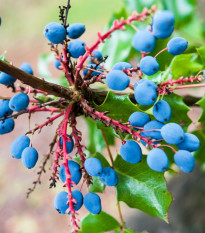 Mahónia cezmínolistá - Mahonia aquifolium - semená mahónie - 5 ks