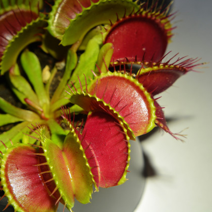 Mucholapka červená Redline - Dionaea - semená - 10 ks