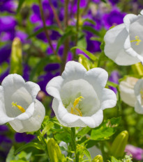 Zvonček karpatský biely - Campanula carpatica - semená zvončeka - 0,03 g