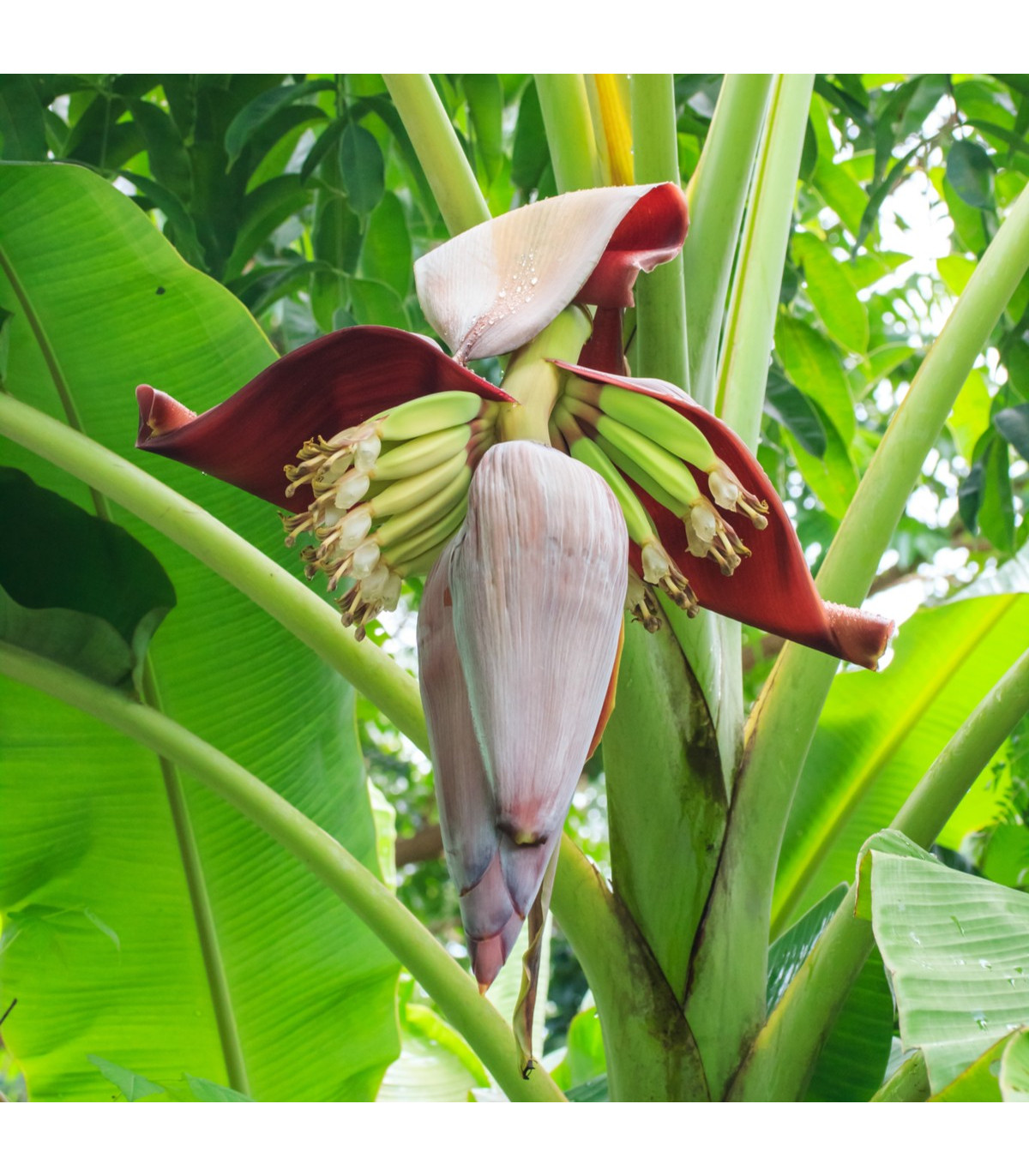 Banánovník - Musa sikkimensis - semená banánovníka - 3 ks