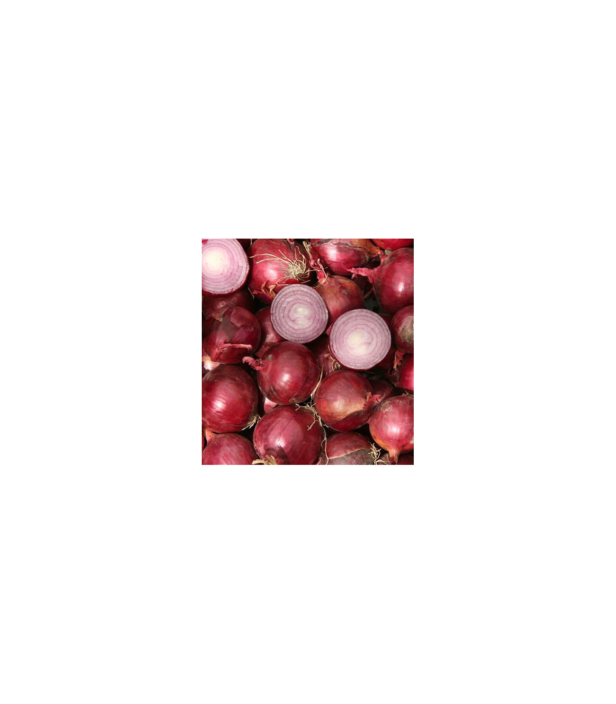 Cibuľa červený barón - Allium cepa L. - semená cibule - semiačka - 0,5 gr