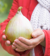 Cibuľa obrovská Kelsae - najväčšia cibuľa sveta - Allium cepa - semená - 100 ks