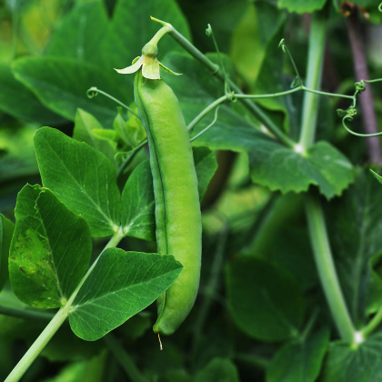 Hrach dreňový siaty Senator - Pisum sativum - semená - 50 ks