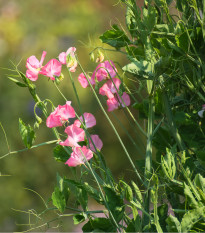 Hrachor voňavý kráľovský lososovo ružový - Lathyrus odoratus - semená hrachora - semiačka - 20 ks