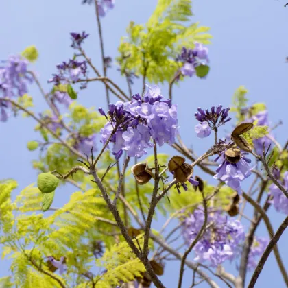 Dalbergia čierna - Dalberhia nigra - semená - 5 ks