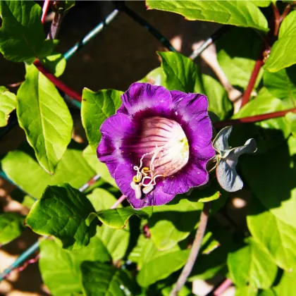 Kobea popínavá modrá - Cobaea scandens - semená kobey - semiačka - 0,5 gr