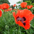 Mak východný Scharlach - Papaver orientale - semená - 400 ks