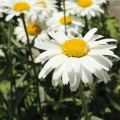 Margaréta biela Alaska - Chrysanthemum leucanthemum max. - semená - 250 ks