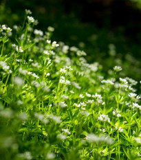 Marinka voňavá - Asperula odorata - semená marinky - 6 ks