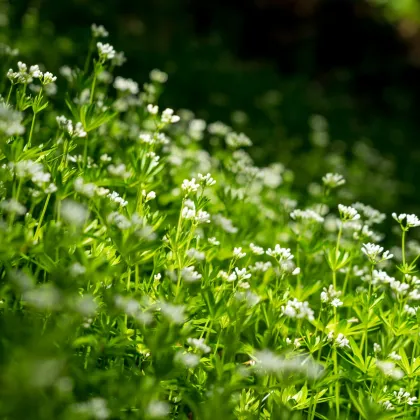 Marinka voňavá - Asperula odorata - semená marinky - 6 ks