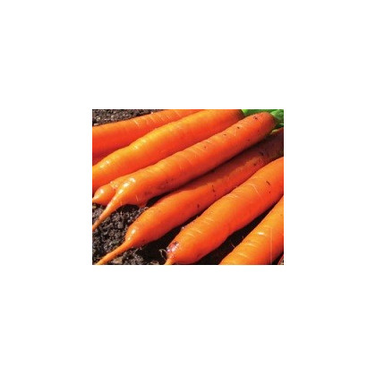 Mrkva F1 Ingot - Daucus carota - semená mrkvy - 50 ks