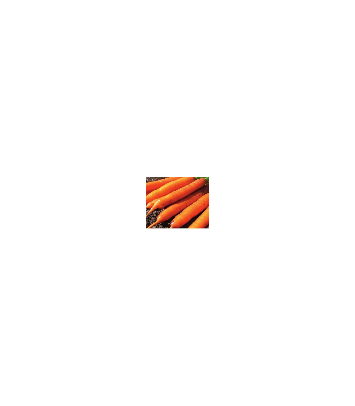 Mrkva F1 Ingot - Daucus carota - semená mrkvy - semiačka - 50 ks