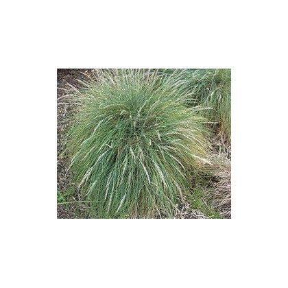Okrasná tráva Kostrava - Festuca coxii - semená trávy - 5 ks