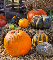 Tekvičky okrasné veľkoplodé - Cucurbita pepo - semená tekvice - 25 ks