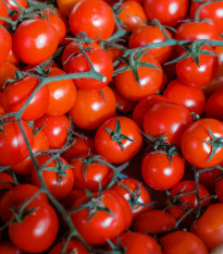 Paradajka Cherolla F1 - Solanum lycopersicum - semená paradajky - 5 ks