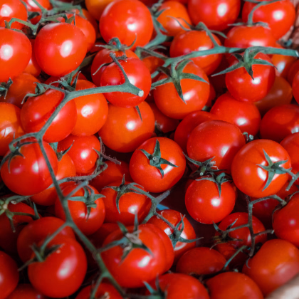 Paradajka Cherolla F1 - Solanum lycopersicum - semená paradajky - 5 ks